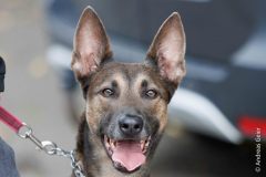 OG_Kupferdreh_Herbstpruefung_2025_10_12_3460