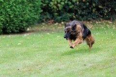 OG_Kupferdreh_Herbstpruefung_2025_10_12_3670