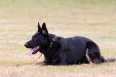 GAUNER_09_08_2020_0017